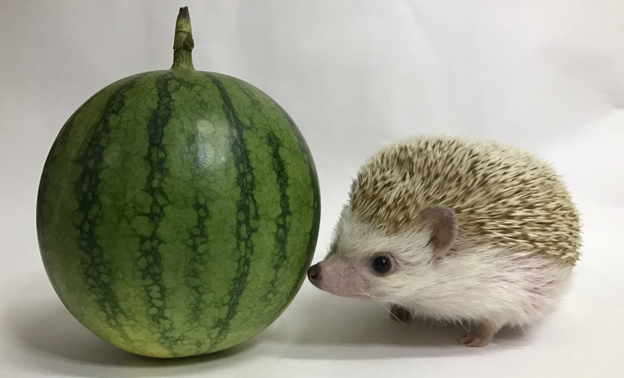 Can Hedgehogs Have Watermelon