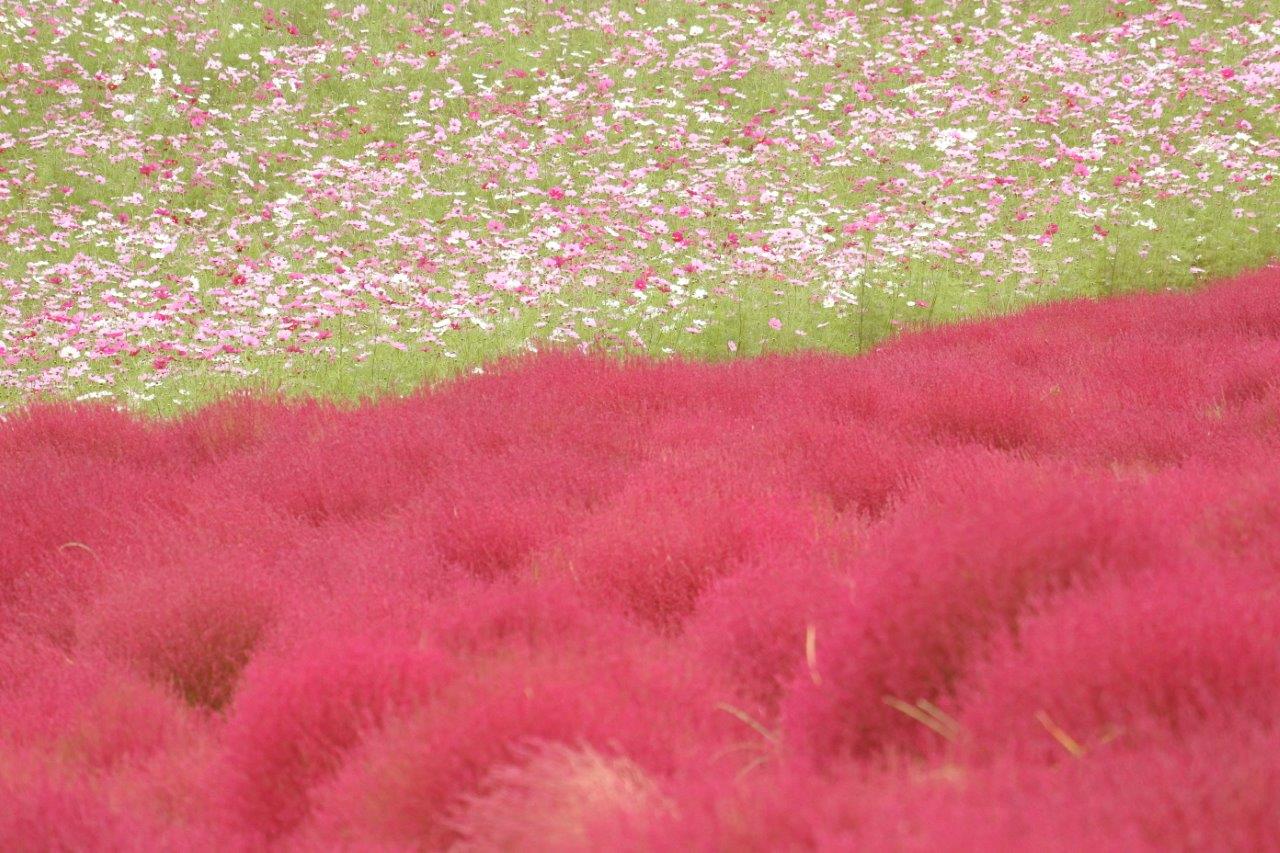 ニコンちゃん こちらは コスモスとコキアを一緒に撮った写真 花や自然の写真は 種類の違う花や植物を組み合わせると画になるかも Nikon1j5 コキア コスモス 花写真 カメラ女子 T Co Egpbdfp33w Twitter
