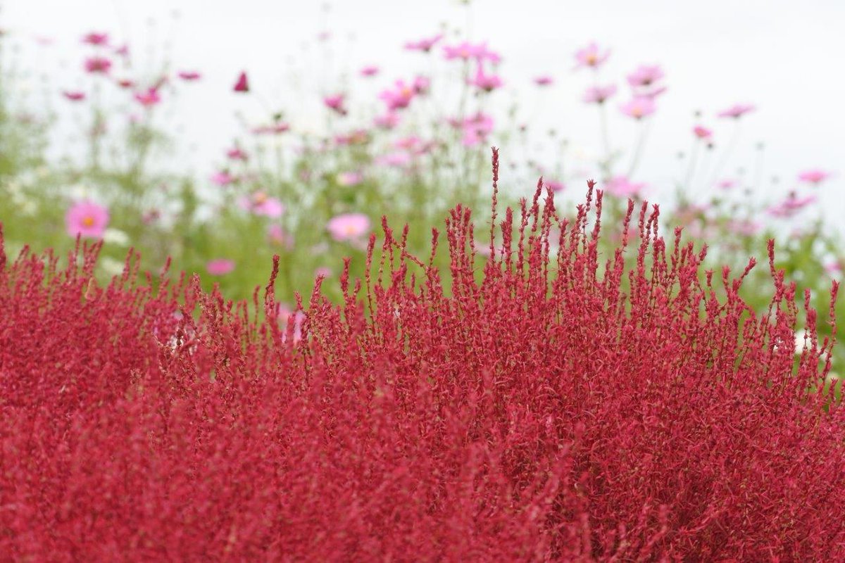ニコンちゃん こちらは コスモスとコキアを一緒に撮った写真 花や自然の写真は 種類の違う花や植物を組み合わせると画になるかも Nikon1j5 コキア コスモス 花写真 カメラ女子