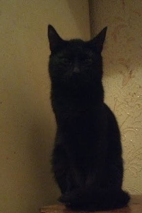 eugenie_koshka's tweet photo. My Dark Lady #cats #CatsOfTwitter #ladydarkness #BlackCat #demonique #demoncat #darkeyes https://t.co/6bc2kuCWcp