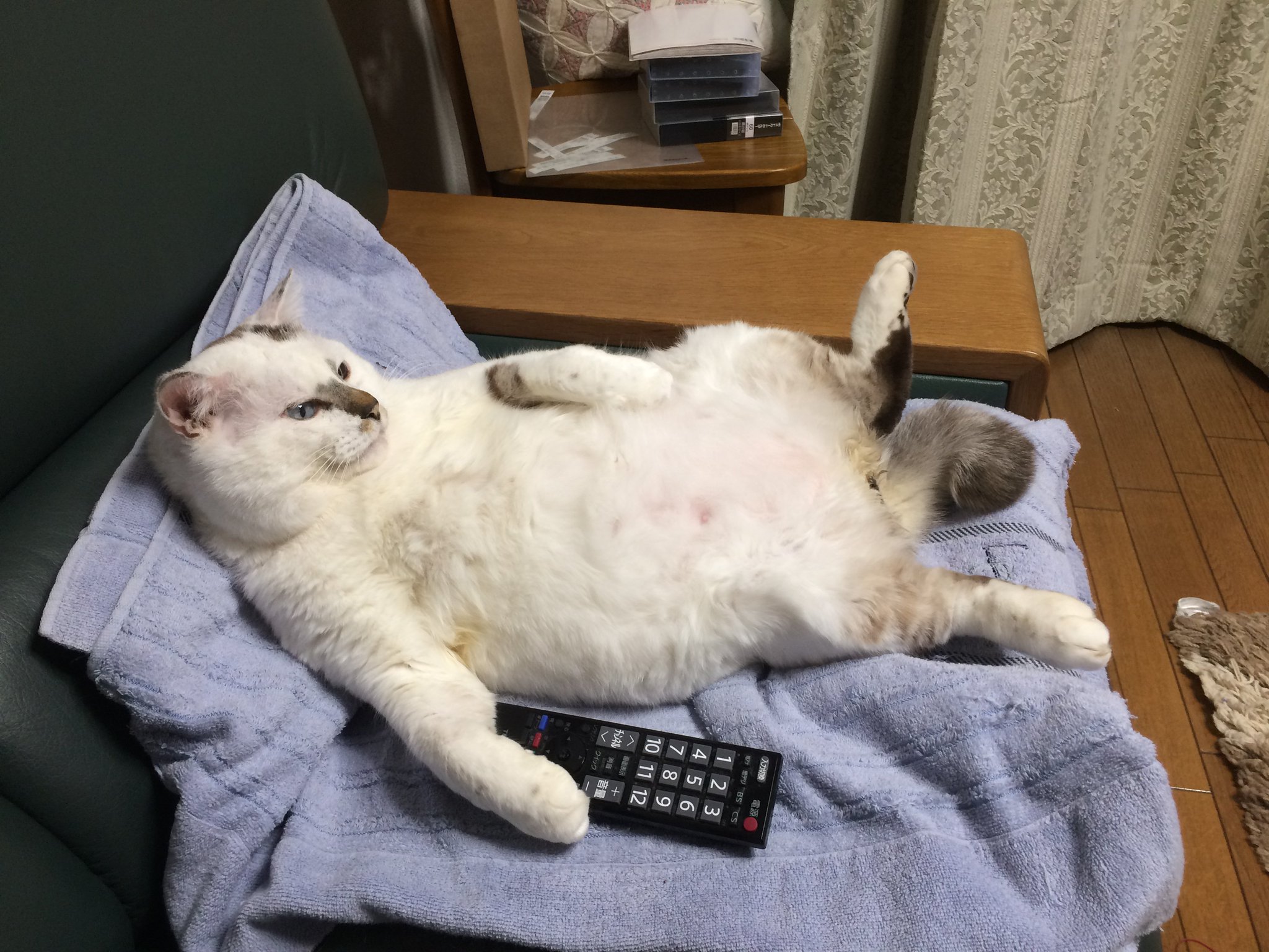画像 うちのムタさん 猫の恩返し T Co Skpl8uy7xe Matomehub まとめハブ