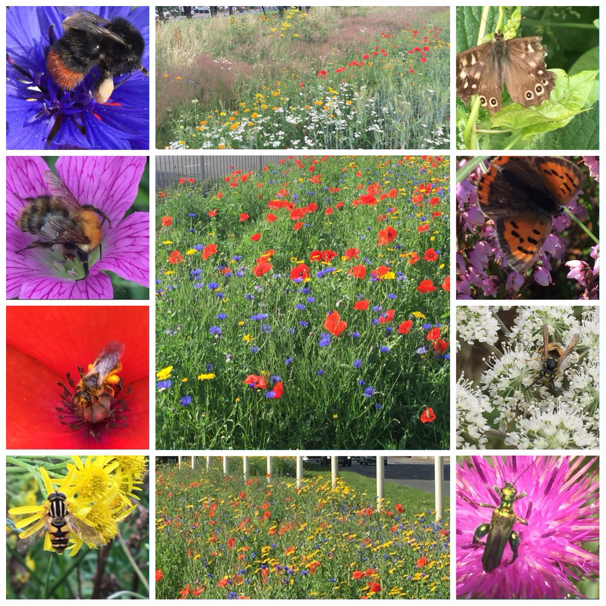 Buzz_dont_tweet's tweet photo. A big thanks to all who voted in our #voteforbees campaign, fantastic support for pollinators, we shall keep you informed as to our progress https://t.co/heXDopqnE7