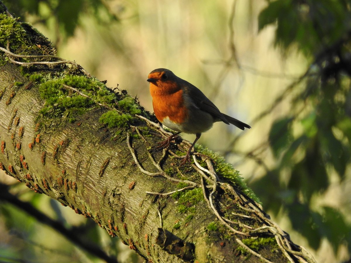 RT <a href="/Pj47320701/">Pj</a>: @wildlife_uk