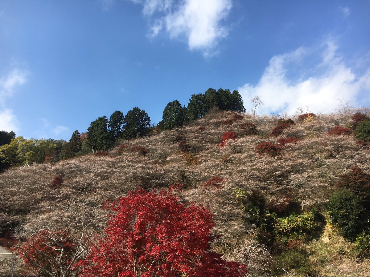 Condor1115's tweet photo. 小原村の四季桜と紅葉のコラボ🍁
プチツーでふらっと行ってきました(*^^*) https://t.co/Ac4NHEnji9