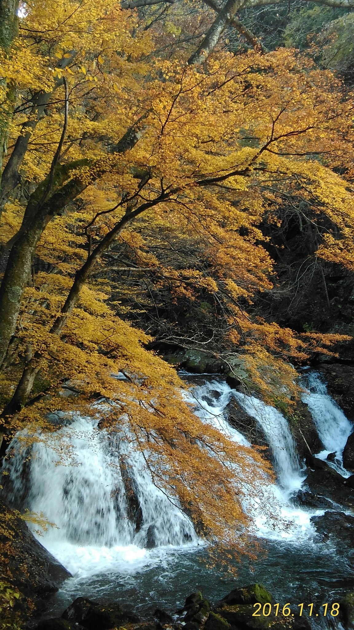 江竜田の滝の紅葉 16 11 18 鹿角平天文台通信