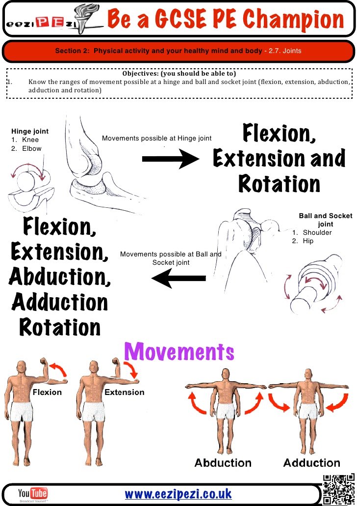 StannesGCSEPE's tweet image. #GCSEPErevision skeletal system