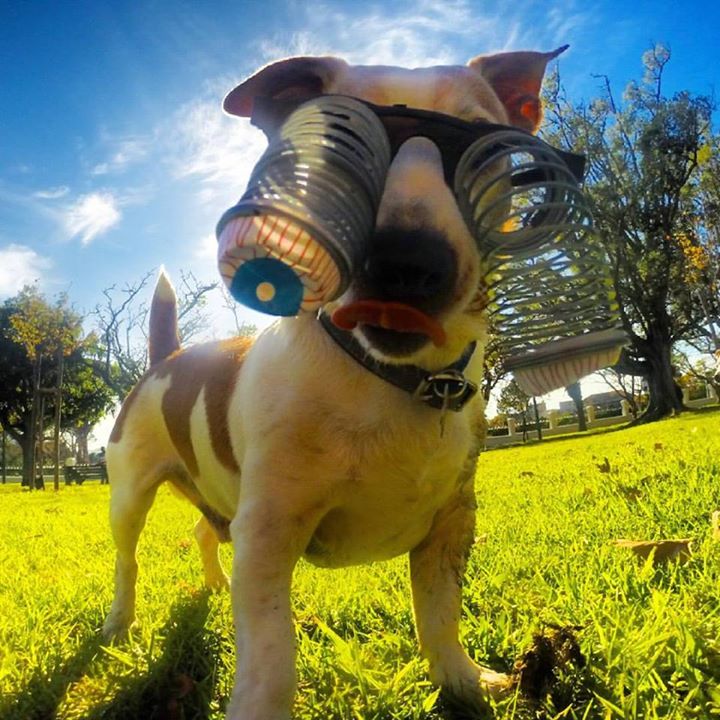 Poochy_Coo's tweet photo. That Friday feeling !
#dogs #dogsoftwitter #dogsofinstagram #CapeTown #GoPro #southafrica https://t.co/oPEmGiHETY