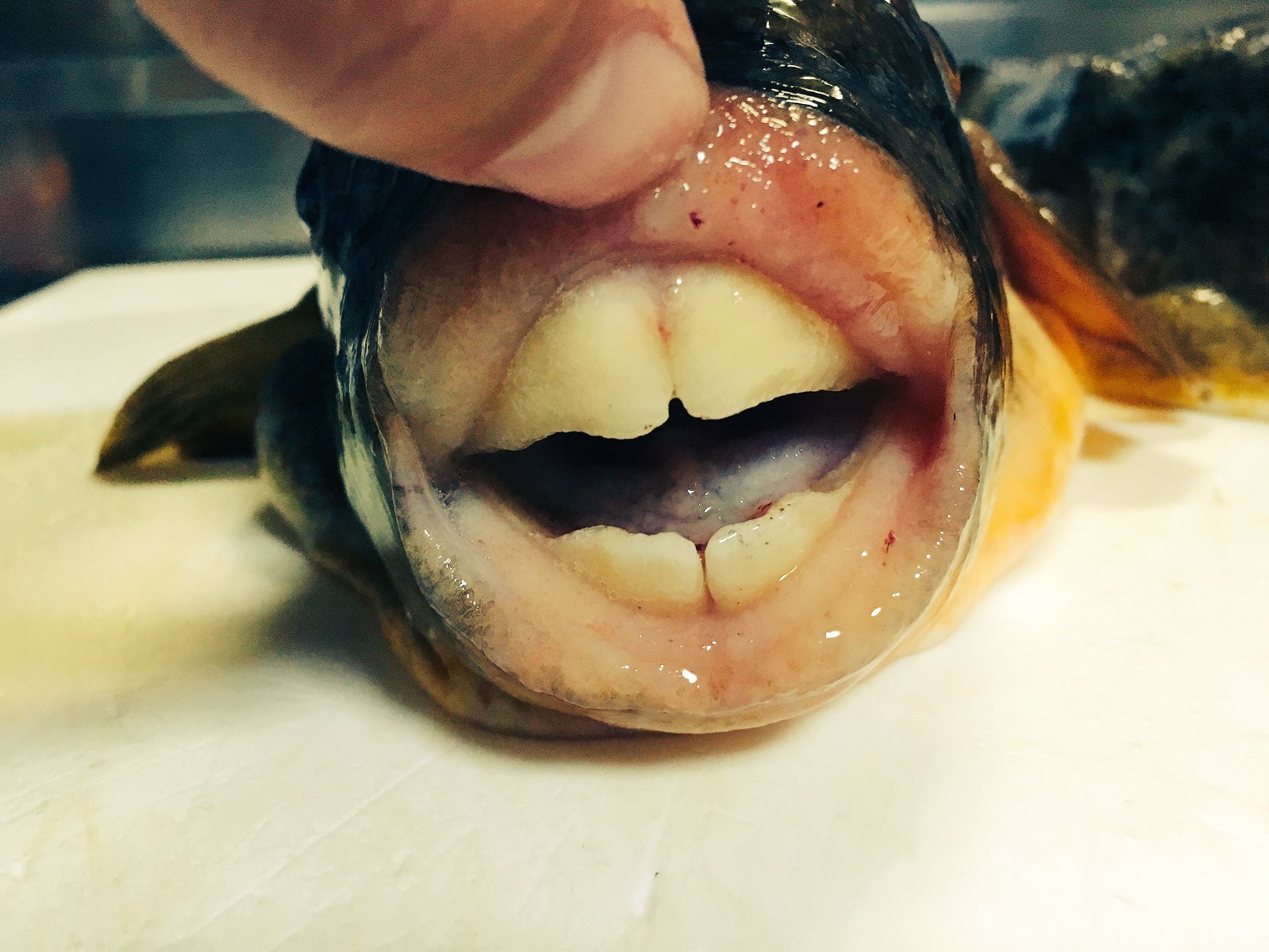 Yi Aѳ Yifc アカメフグの歯 これにいつもハリスを切られる ふぐ あかめふぐ 釣り Fishing 歯 Angler Teeth Puffer Fugu カワハギ 外道 Bycatch T Co Ff6my54f5w Twitter