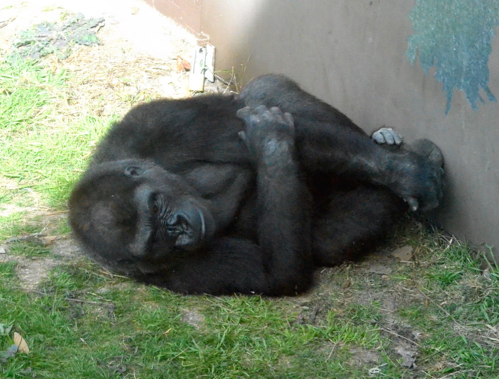 ラゾーナ川崎プラザ ゴリラの学名は ゴリラ ゴリラ ゴリラのなかでも最も個体数が多いとされている西ローランドゴリラ の学名は ゴリラ ゴリラ ゴリラ 覚えやすいですね ゴリラ ゴリラゴリラ ゴリラゴリラゴリラ T Co