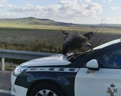 guardiacivil's tweet photo. Cuando patrullas puedes encontrar "buenos" con cara de "malos" que sólo andan despistados y buscan ayuda
😂😂😂
#ParaServirYProteger...a todos https://t.co/Ql1UuBQkrh