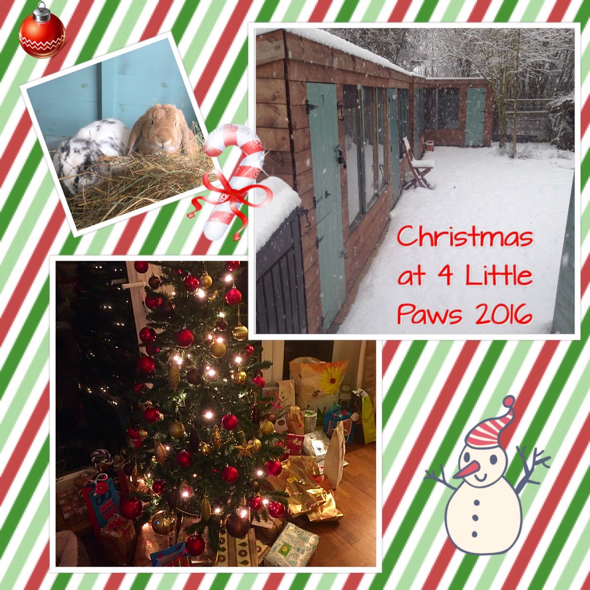 4LittlePaws's tweet photo. Just 2 #rabbit boarding cabins available over xmas, book now to avoid disappointment #Chesterfield #Derbyshire 🎄🐰🎄 https://t.co/KKT2rfKVnj