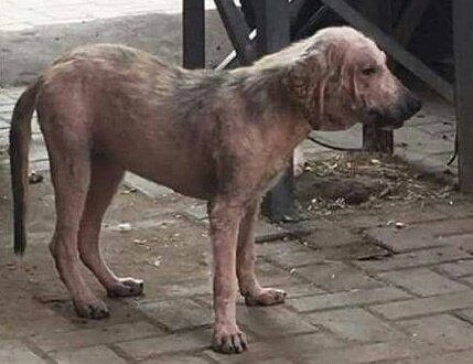SunilJamill's tweet photo. #Candy has been rescued, yesterday we took her for medical treatment.
#RescueDog #StrayLifeMatters #AdoptDontShop #DogsEverywhere https://t.co/F0uEjWkGSN