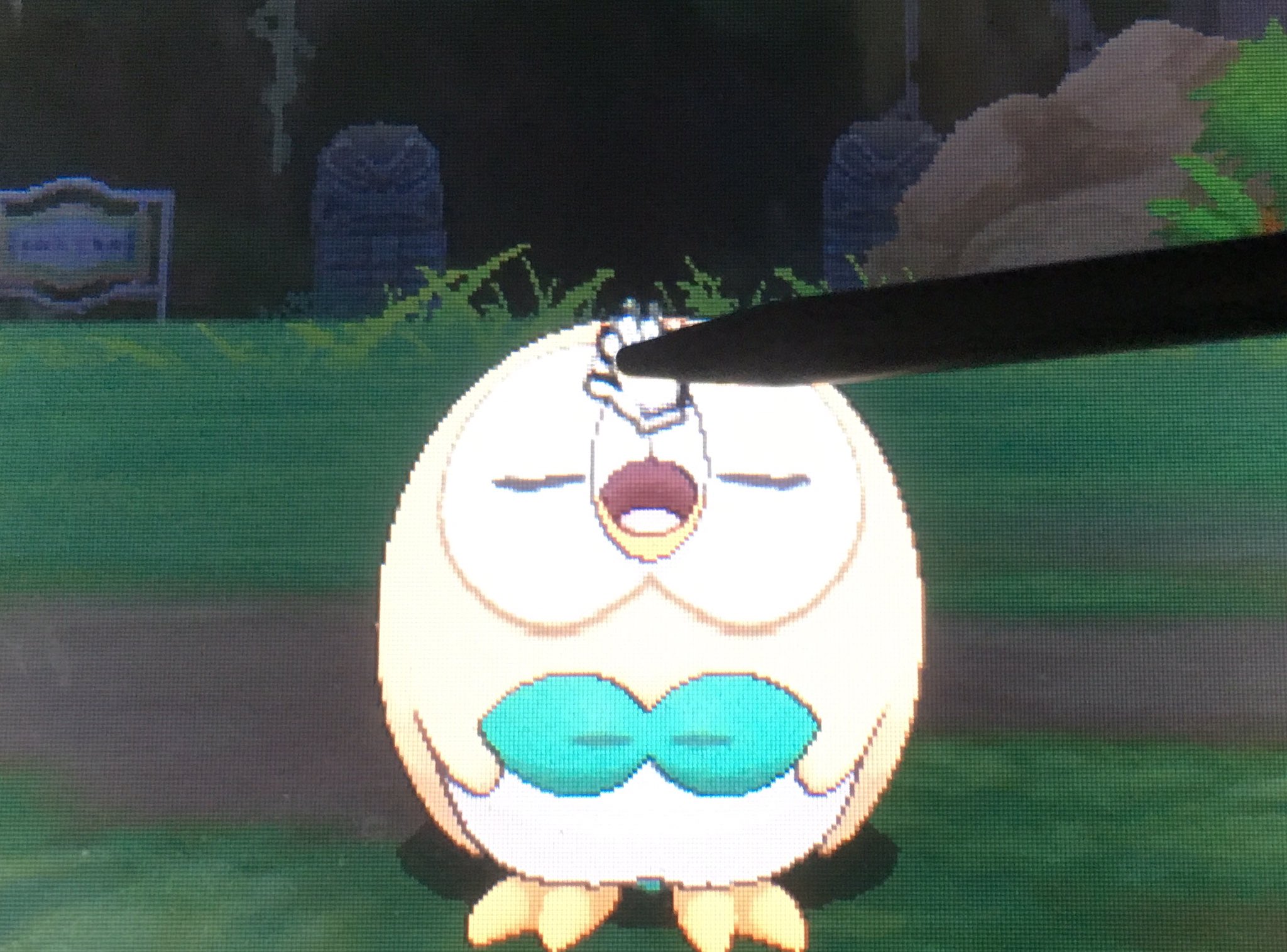 マヒロ モクローをポケリフレで愛でていたら何故かファービーのナデナデシテーのコピペを思い出しまって モルスァ とか言い出す前に中断した T Co 5aj3i8msif Twitter