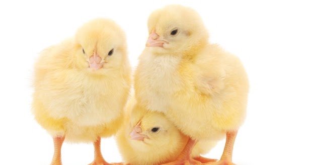 ZimbabweFarming's tweet photo. Zimbabwe chicken meat production declines: Commercial Farmers Union of Zimbabwe https://t.co/3HJNPiub5r https://t.co/CkRwgC32hP