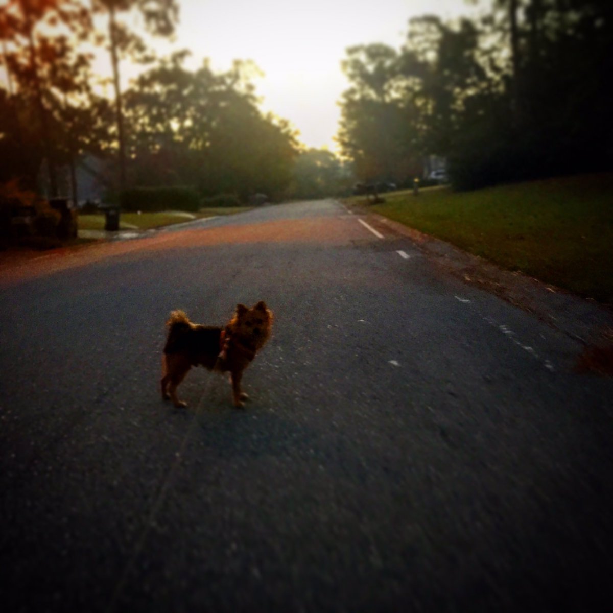 ballrunning's tweet image. | Track's Open | #run #photo 111816 #runningeveryday #runstreak day 2875