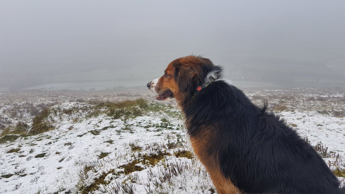 walthollick's tweet photo. Checking out the view on this Snowy Friday @PitPatPet @dogcelebration @BCTGB #mtleinster #theblackstairs #theninestones #ireland https://t.co/d7OV62p1Iw