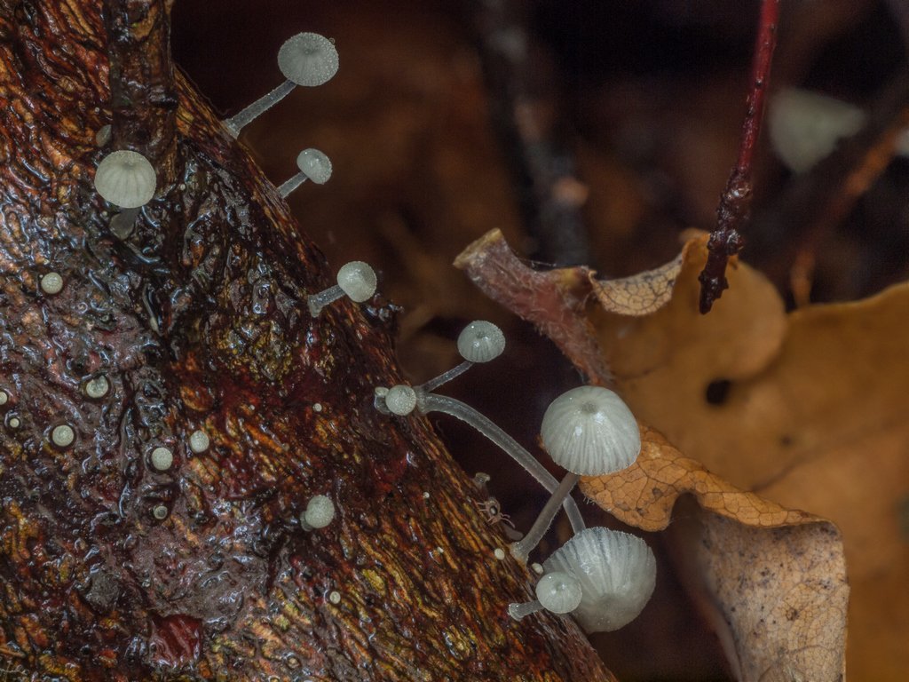 Er zijn ruimtewezens gesignaleerd, in Landgoed Te Werve in Rijswijk.