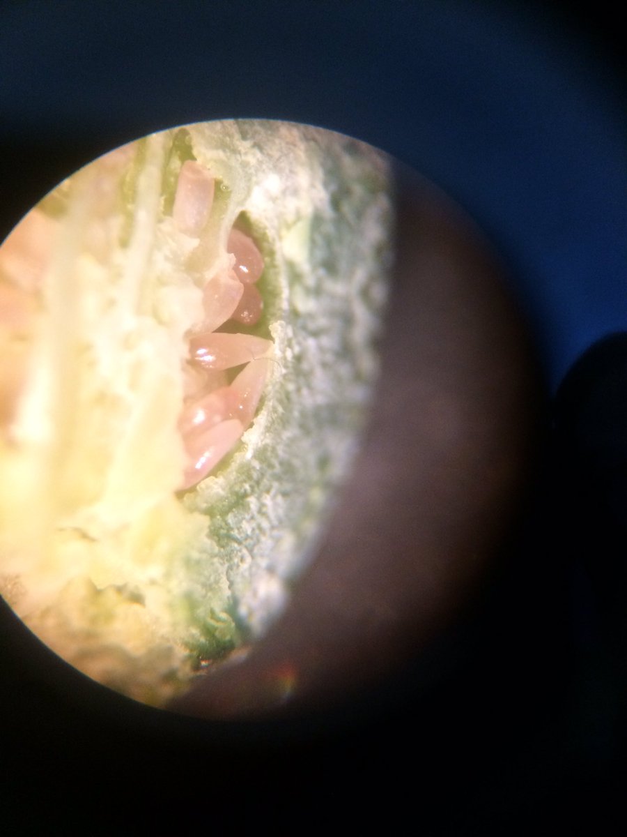 VedrunaTona's tweet photo. Observem les flors detalladament i determinem quantes són hermafrodites i quantes unisexuals #2nESO #estams #pistils https://t.co/vF4WgH0zuC