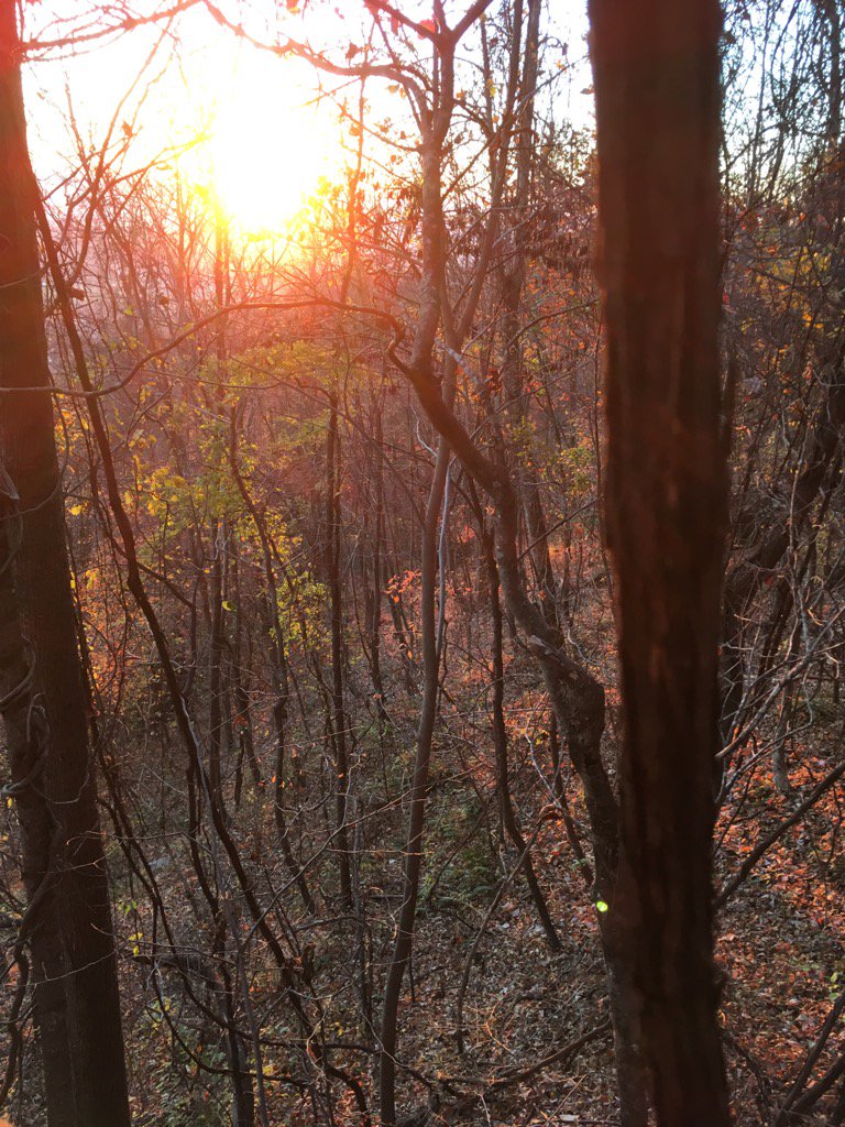JasonBMGC's tweet photo. Love this time of morning in the deer woods https://t.co/fXObjVr6ds