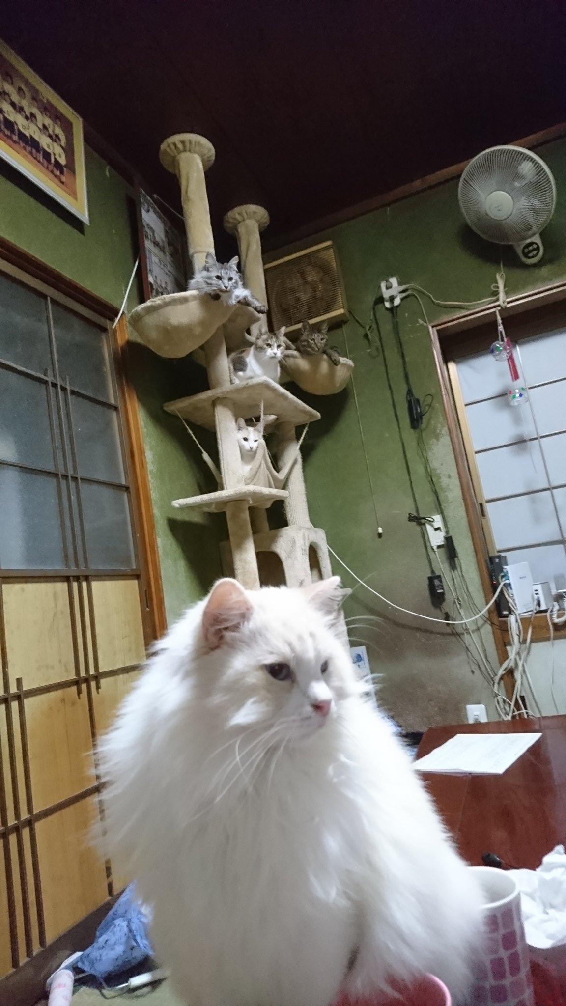 猫の恩返し 声優一覧に山田孝之と大泉洋いた バロンの種類は クレオパトラも可愛がったツンデレ Clippy