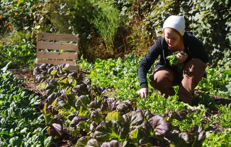 AsburyFresh's tweet photo. Today we highlight one of our great vendors, @FarmerMegPaska. Get to know her + her story #asburyfresh #belmarfresh https://t.co/OGCenzXvfI https://t.co/Yavgr6lTrw
