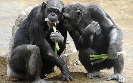 ChimpKeyboard's tweet photo. Hey...Hey   Today's Friday!  Lets get outa here early...pass it on!

#TextingHasEvolved https://t.co/jhBHSeqJTF