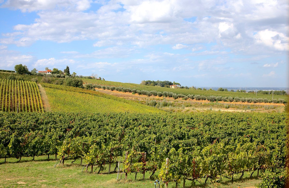 Vinomatica tweet media