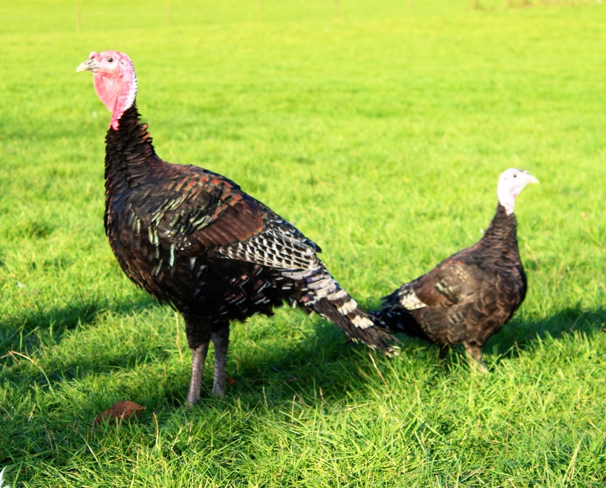Little and Large!  Perfectly illustrates the different size #freerange #turkeys you can get!  Last call for #thanksgiving