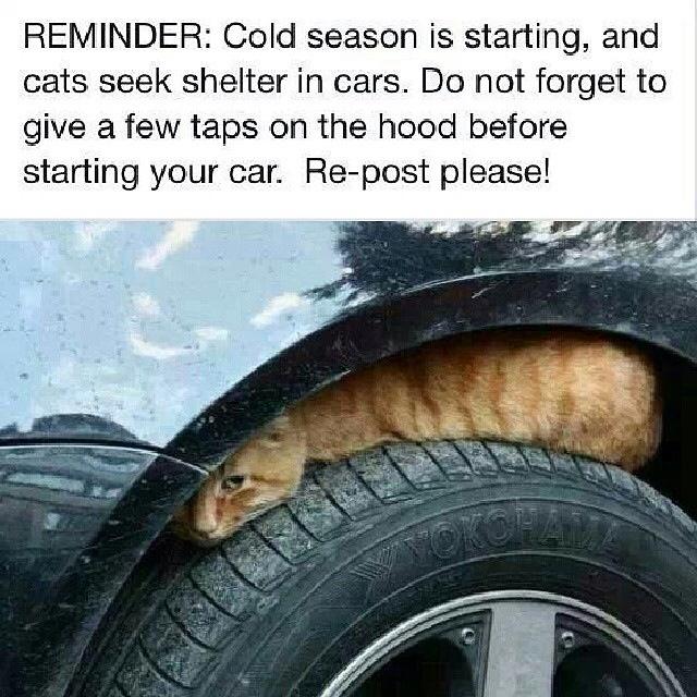SFleckinger's tweet image. The #engine stays warm after you turn the #car off, as it gets cold, be aware of any critters that crawl into your vehicle to get warm.