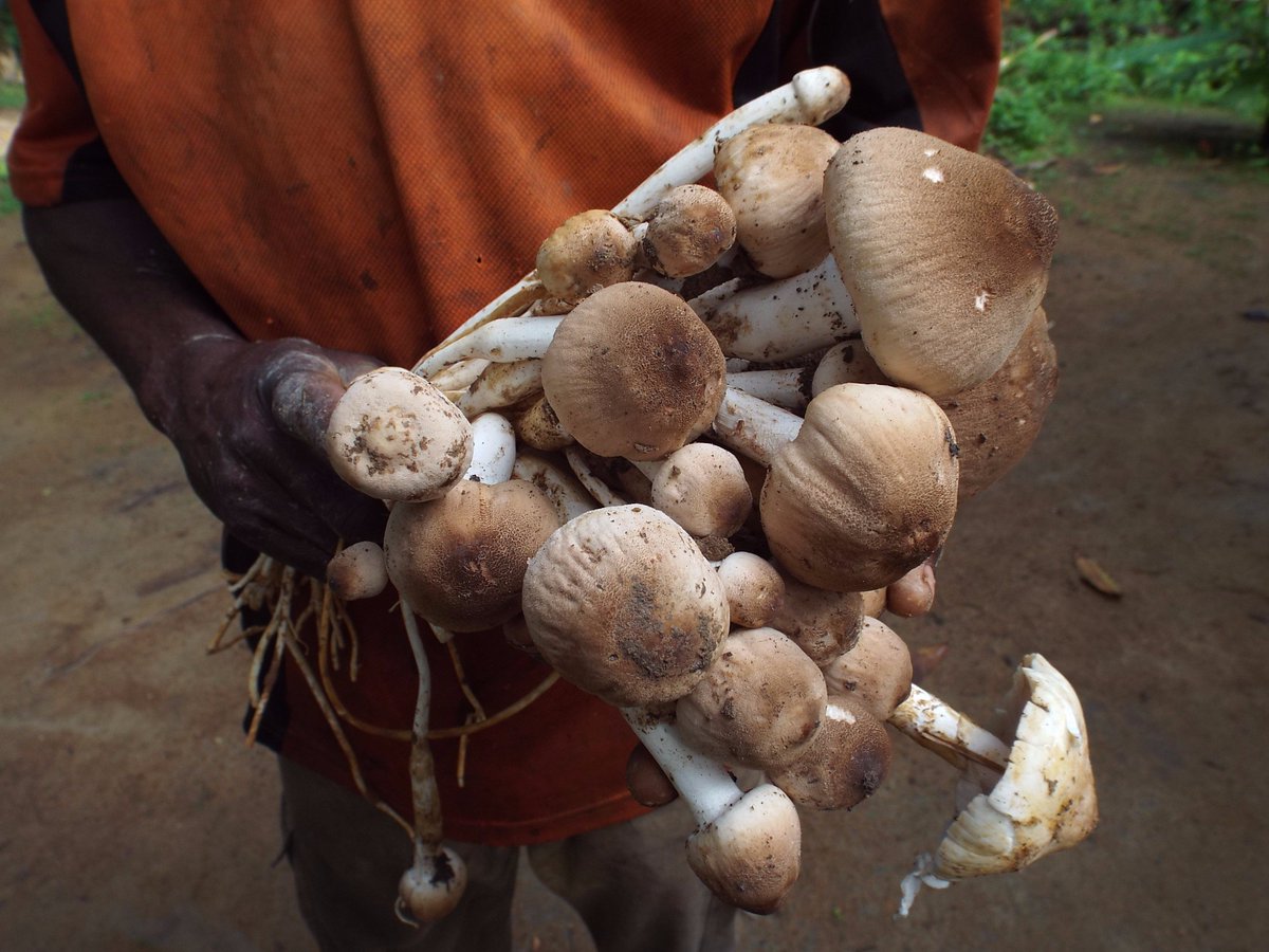 maudhazard1's tweet photo. Village markets supplied with local product? Market opportunities for farmers are sometime very close @rurality_org https://t.co/xnARjYTsbT