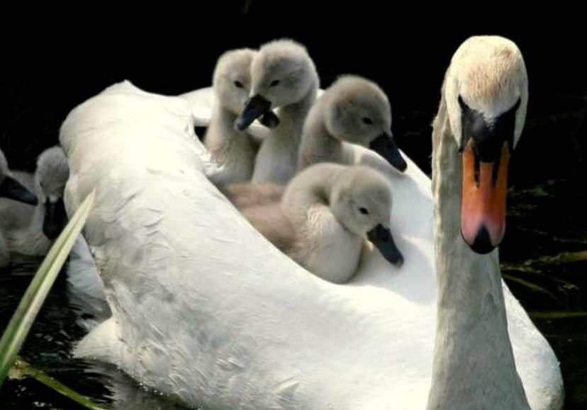 白鳥が雛を乗せて泳ぐ姿にもほっこりするが それ以上に格納性が高くて仰天する人々 空母の語源かもしれない Togetter 白鳥が雛を乗せて泳ぐ姿にもほっこりするが それ以上に格納性が高くて仰天する人々 空母の語源かもしれない Togetter