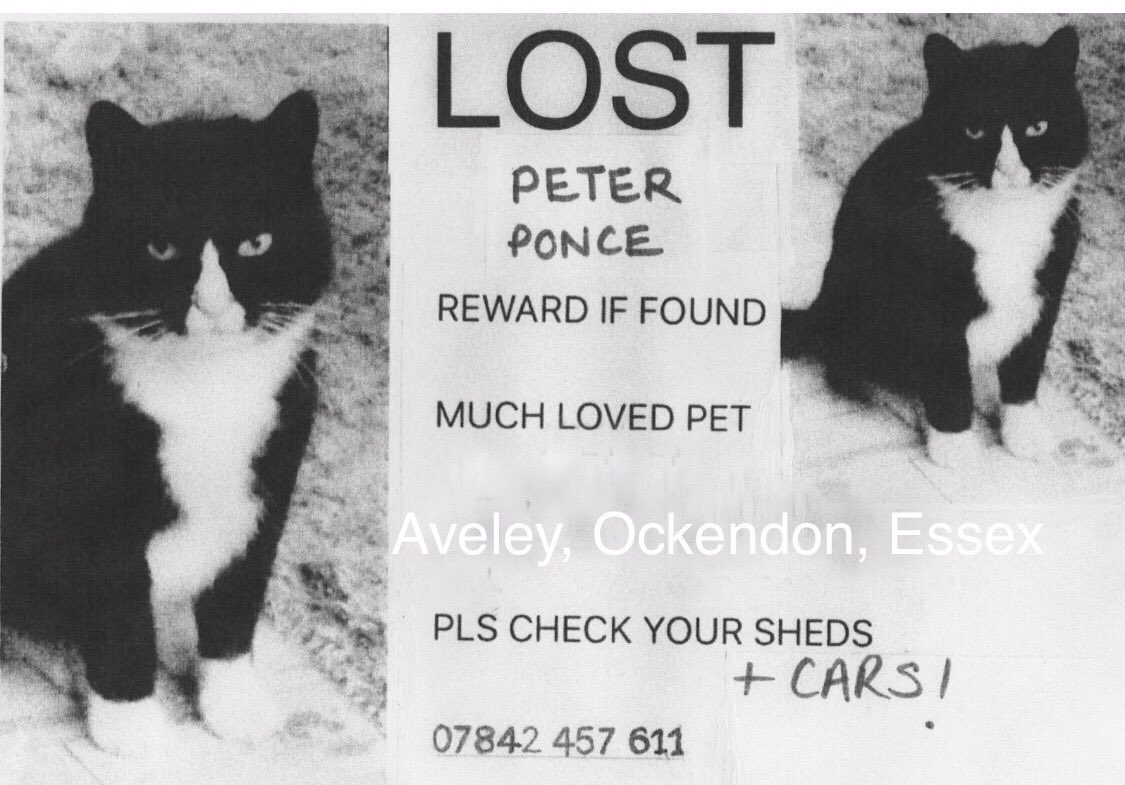#BoneAndYarn pls can i have a RT for #peterponce help me #findpetey #lost #cat in #essex