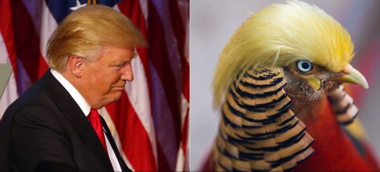 Jadi Viral Hashtag On Twitter