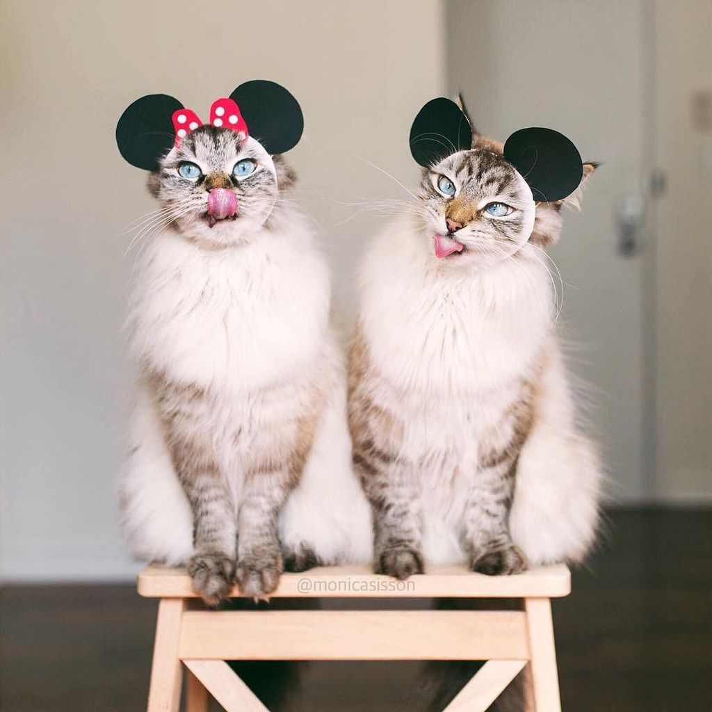 monicasisson's tweet photo. Happy 88th birthday to #mickeymouse 🎈🎉🎈#framedfurryfaces ~
#siberian #cat #pixeltheplanet … https://t.co/Pcsgd0xjWk https://t.co/L6C9qGTwAH