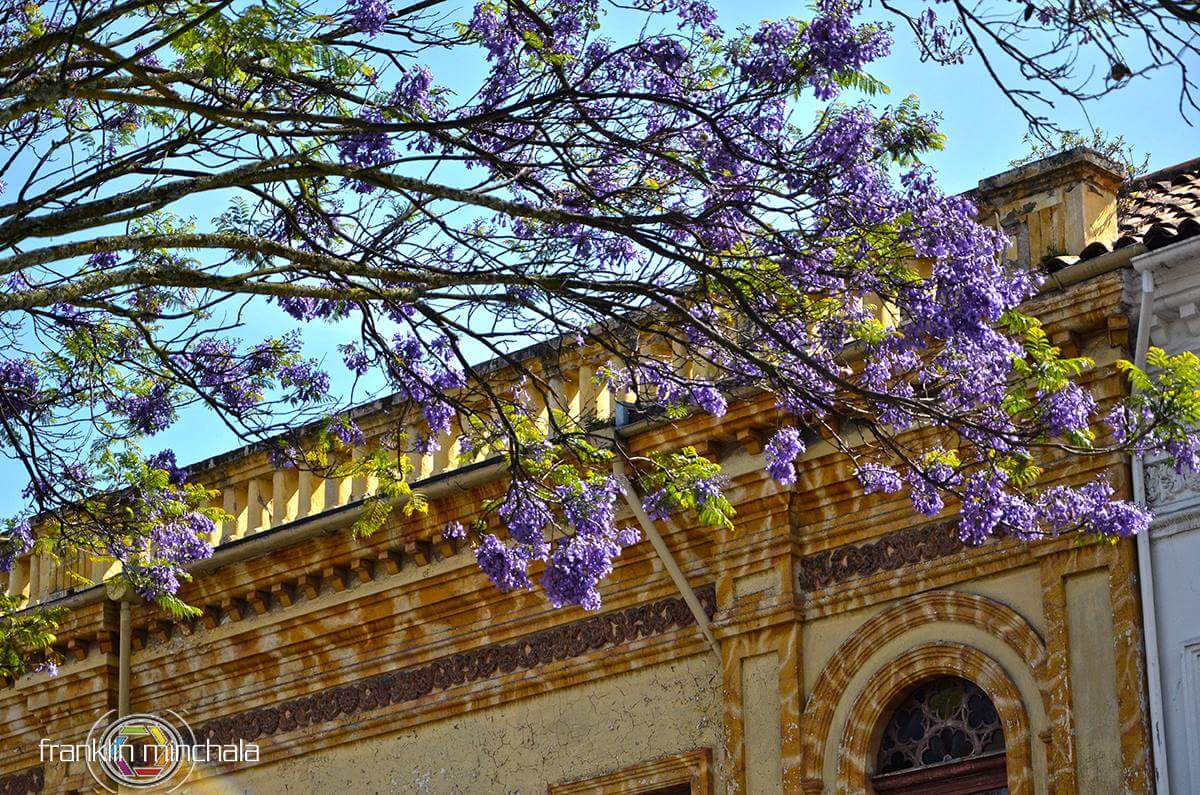 Época del año en la que los árboles de Jacaranda, con sus hojas violeta, se complementan con la belleza arquitectónica de #Cuenca