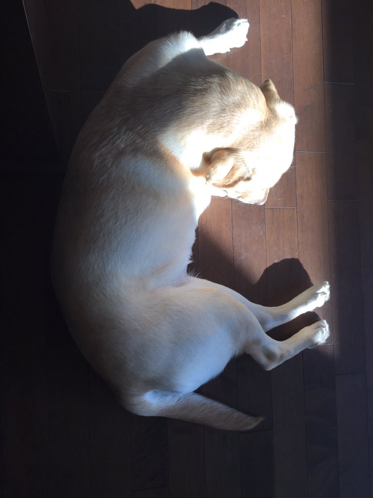 April_Jackman's tweet image. When she's not on the couch, she's at my feet...or on my lap. #80lblapdog #princessCali #happyFriday