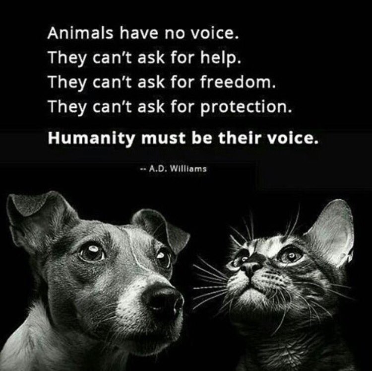 AnimalRightsPrj's tweet photo. #animalrights #animalrightsproject #animalvoice #voice #animals #animal #rights #animalactivist #animalactivism #AnimalAbuse https://t.co/t2LDHtBWhm