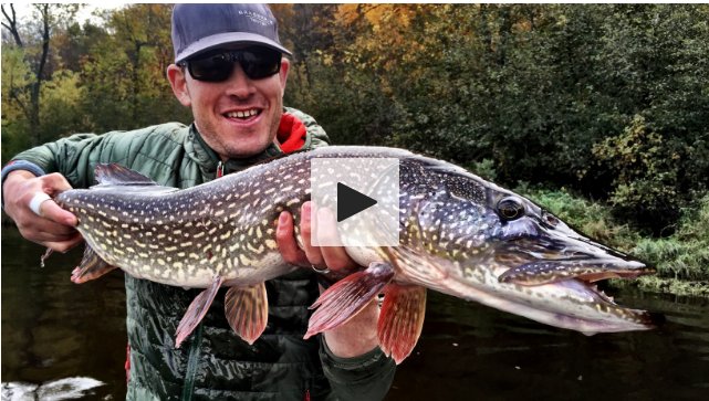 FieldandStream's tweet photo. Video: Hook Shots—Muskie Fly Dreaming (Again) https://t.co/8tTDVj2dTZ #Fishing #HookShots https://t.co/dpLQlLpIEU