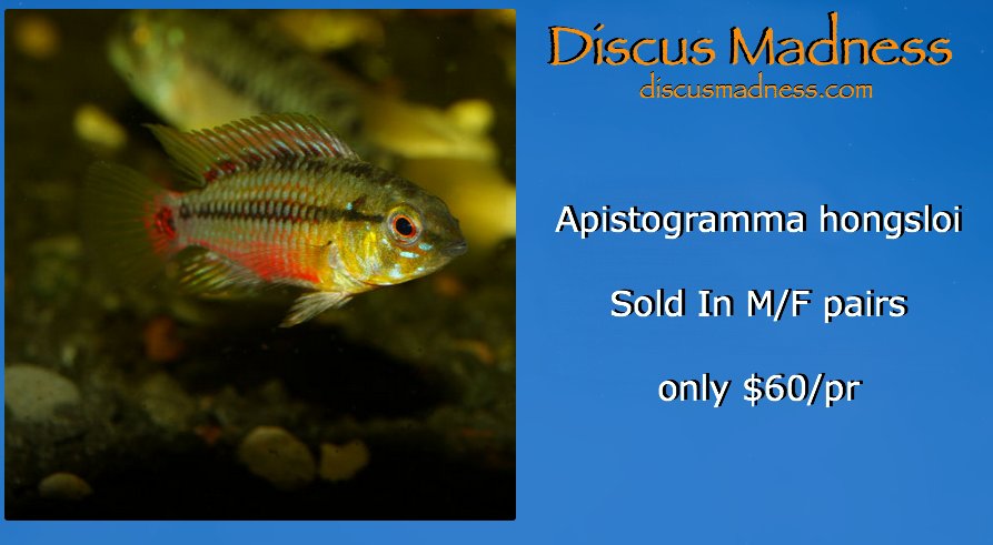 New to Discus Madness
 Apistogramma hongsloi &amp; Apistogramma borellii
 Sold in M/F Pairs. 
 Apisto borellii    $40/Pr
 Apisto hongsloi $60/Pr