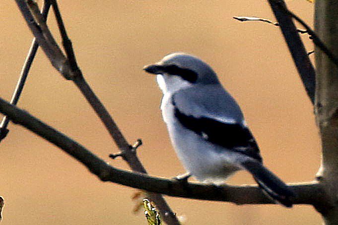 Great grey shrike paying a visit to the heaths