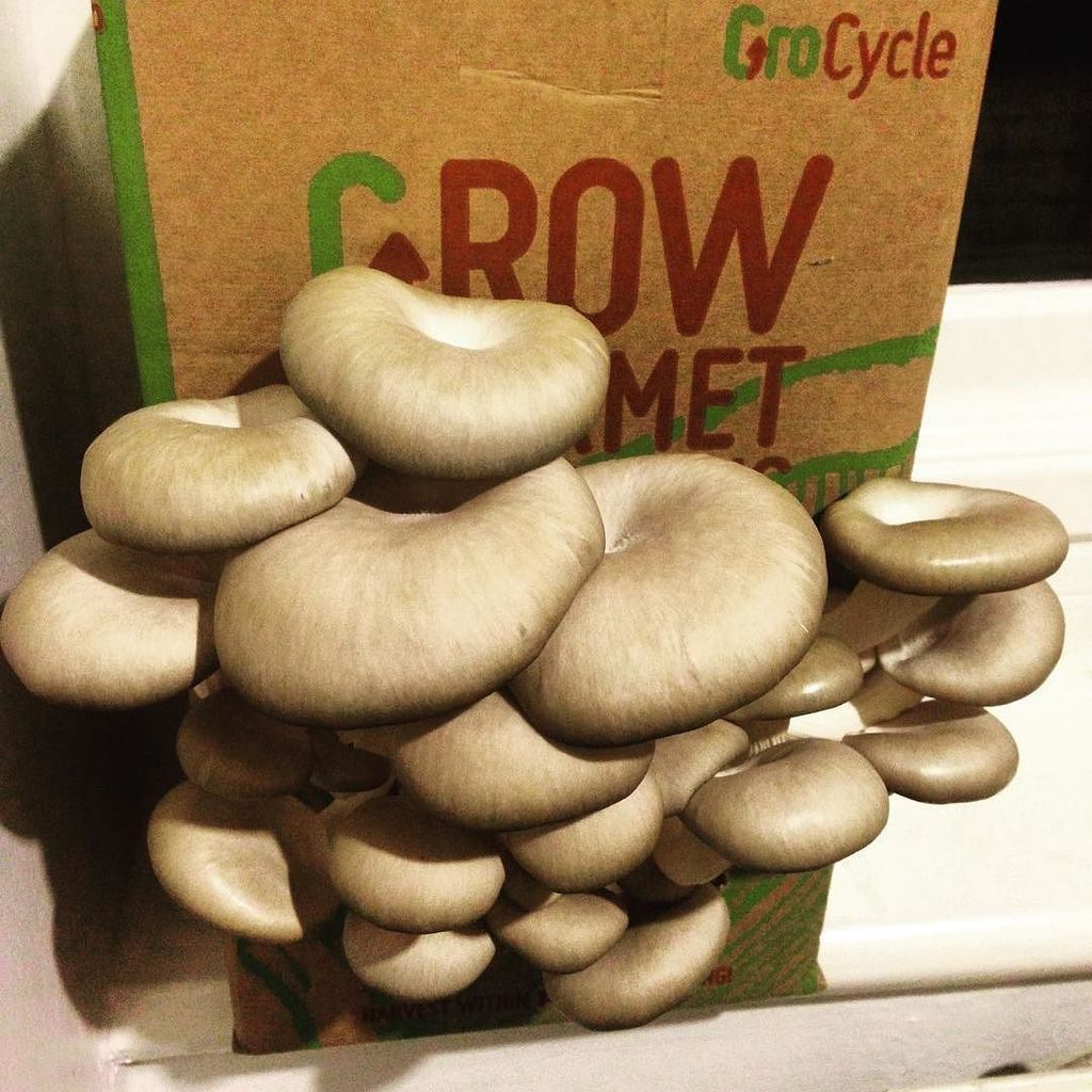 snelgatron3000's tweet photo. We're growing mushrooms! They're so weird. #growcycle https://t.co/eFJHVrdg8c https://t.co/XknfAb9DGO