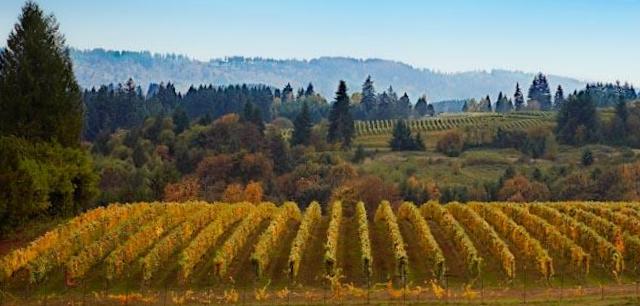 Oregon PN Weekend! Fri.5:30-7 <a href="/CristomWine/">cristomwine</a> <a href="/CrowleyWines/">Crowley Wines</a> @EyrieVineyards Cameron, more (fee). Sat.12-4 Oregon + sparkling wines (no fee)