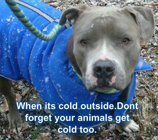 OuterEdgeK9's tweet image. [COLD CARE] As colder weather approaches, be mindful of how it affects your pets... #ColdWeatherDogs  #KeepThemWarm