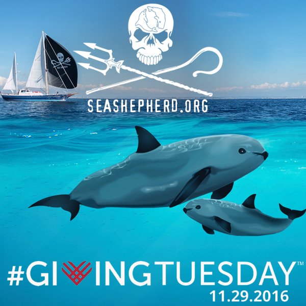 See how you can save a critically endangered marine species on @GivingTues! #GivingTuesday #SeaShepherd bit.ly/GivingTuesdaySS