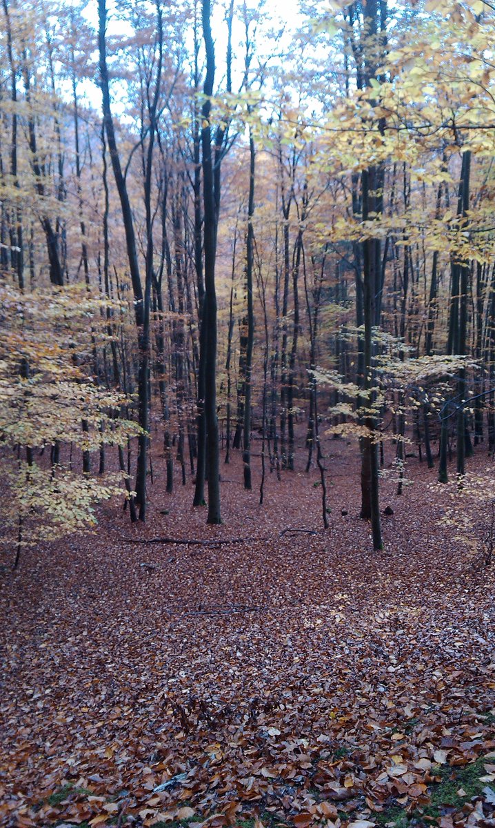 adcalendas's tweet photo. La tardor, el millor temps de #senderisme #wandern #KellerwaldEdersee #Urwaldsteig https://t.co/F1USla1IlI