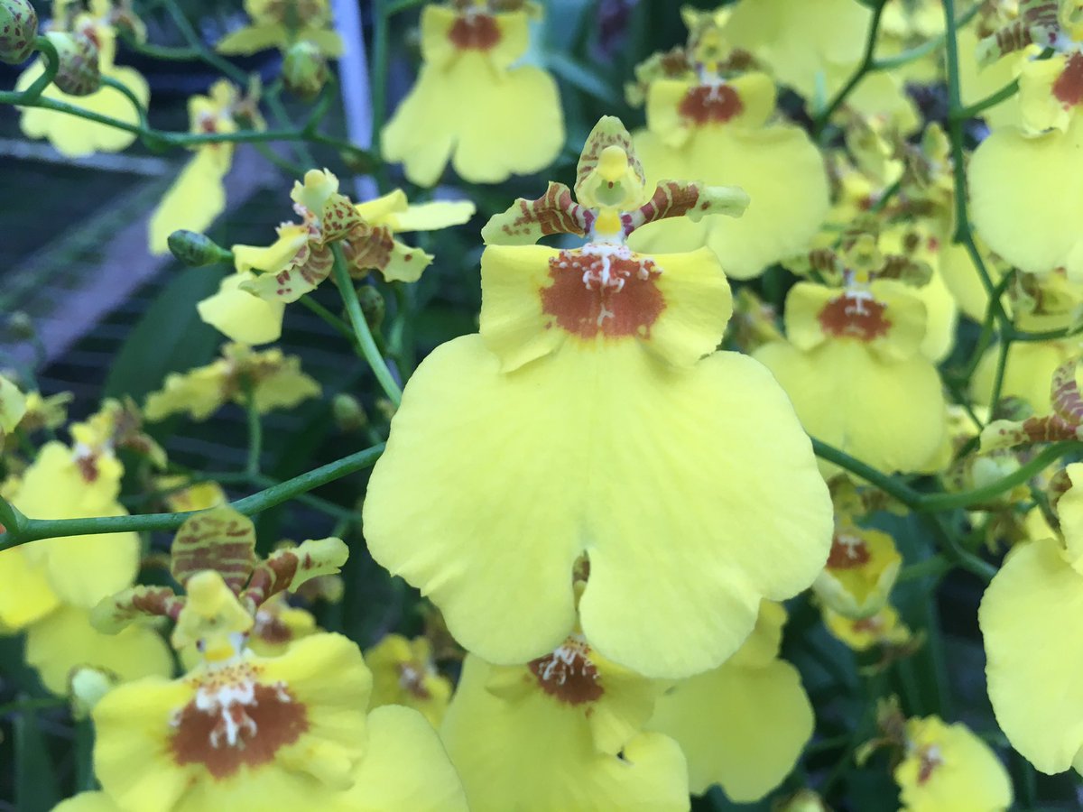 HawaiianTropD's tweet photo. #Orchids #FridayFeeling #Hawaii https://t.co/FcbHGTlIFi