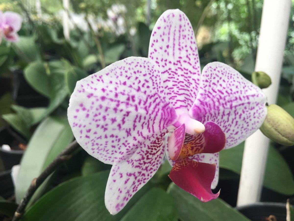 HawaiianTropD's tweet photo. #Orchids #FridayFeeling #Hawaii https://t.co/FcbHGTlIFi