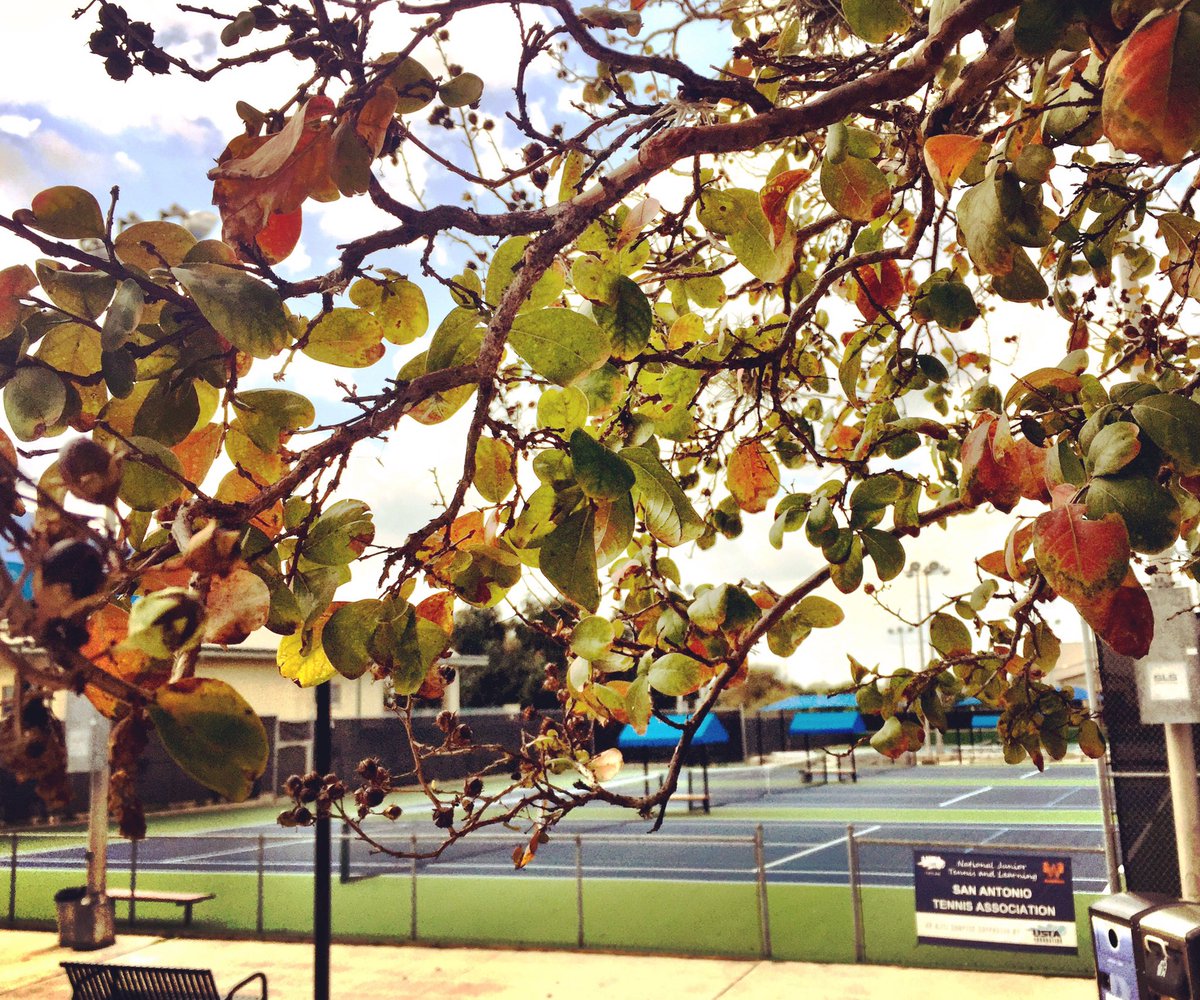San Antonio Tennis (@satxtennis) on Twitter photo The colors are changing and the cooler weather is (supposedly) moving in! πΎππβοΈπππΎ #satennis #tennis #fall #leaves #sanantonio #satx The colors are changing and the cooler weather is (supposedly) moving in! πΎππβοΈπππΎ #satennis #tennis #fall #leaves #sanantonio #satx