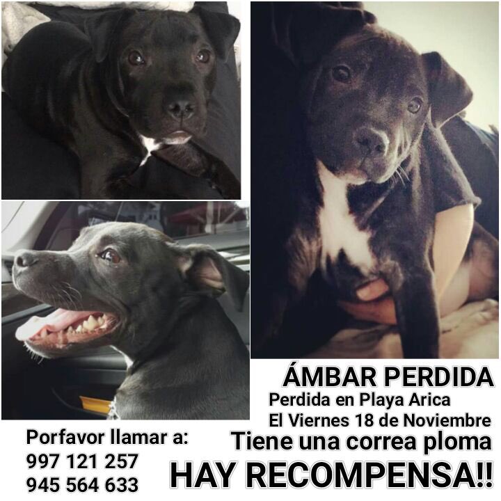 mariajoselarco's tweet photo. @LazoFrancesca hermana ayúdame a difundir https://t.co/h5Z7vjU7tS
