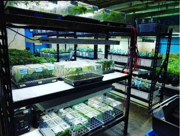 greenfarmsco's tweet photo. #anbessaorganicnutrients #slf100clan #growswitch #mammothmicrobes #nectarfam #nectarforthegods #buildasoil #elevatedorganics https://t.co/9EG3nmcHrN